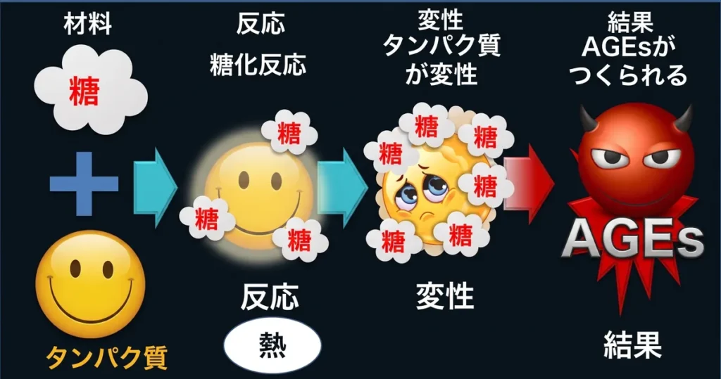 AGE 生成プロセス タンパク質 糖化